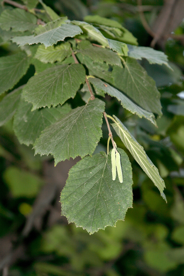 Изображение особи Corylus mandshurica.