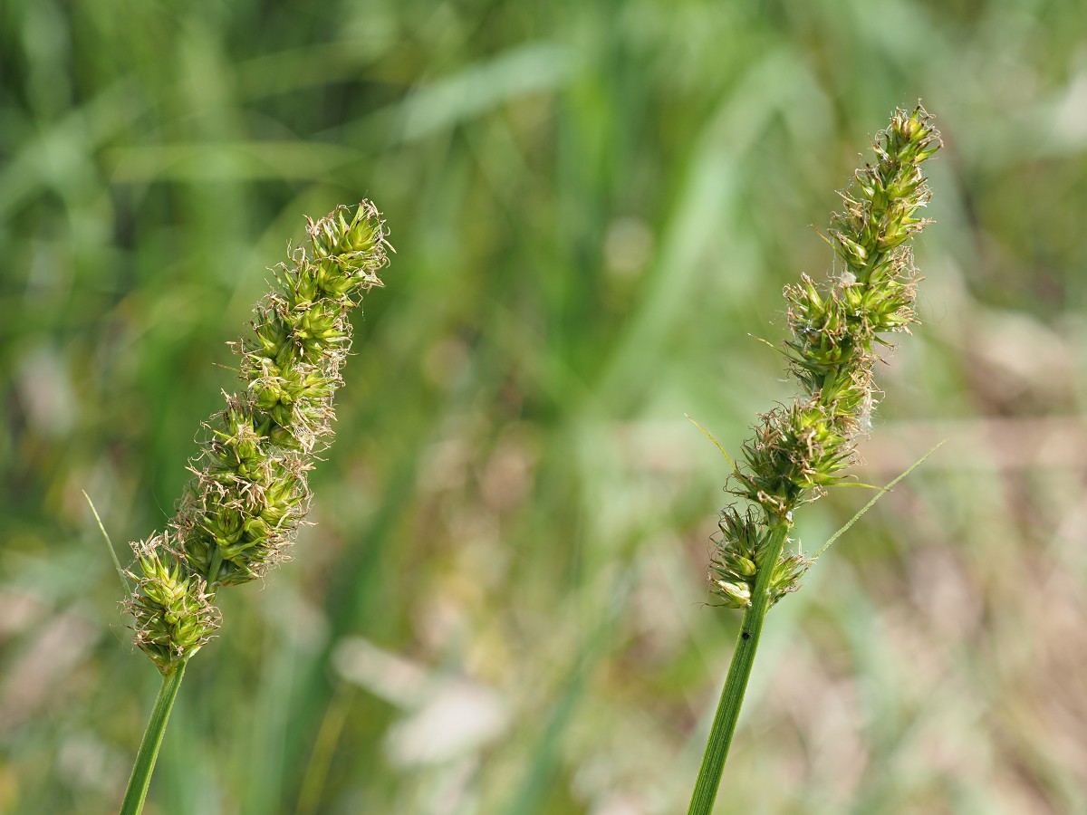 Image of Carex vulpina specimen.