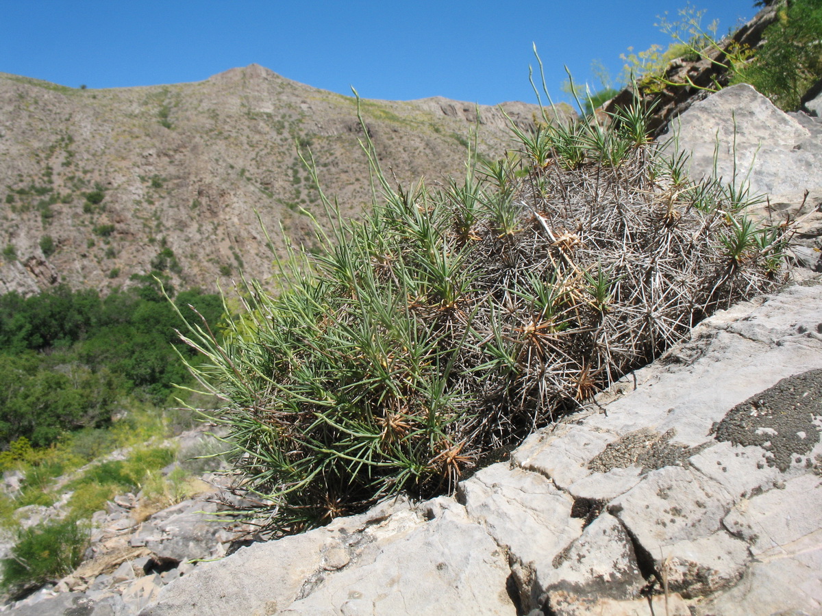 Image of Acantholimon karatavicum specimen.