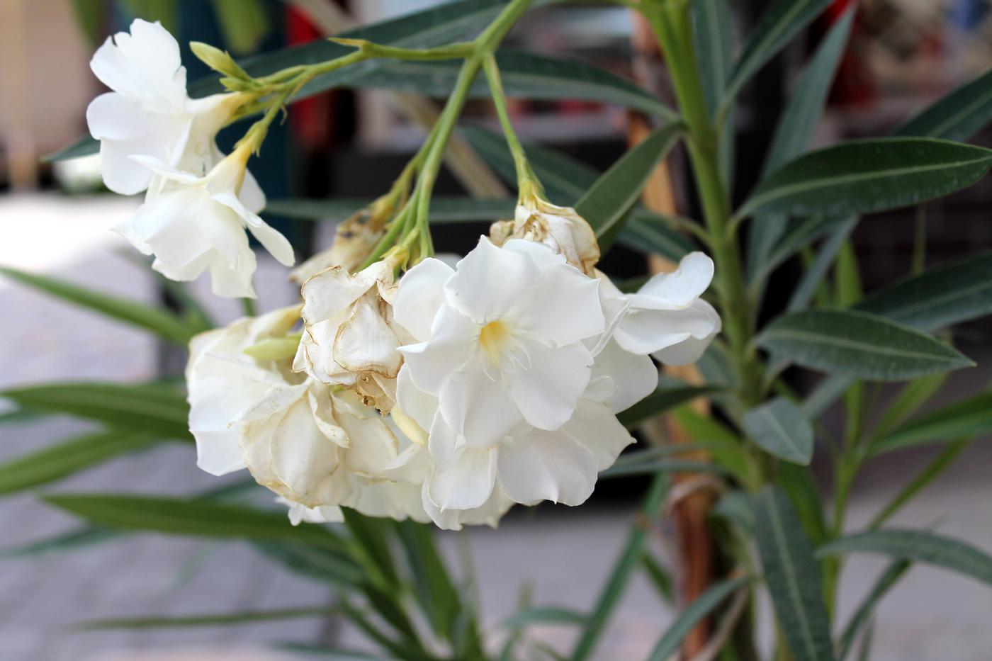 Image of Nerium oleander specimen.