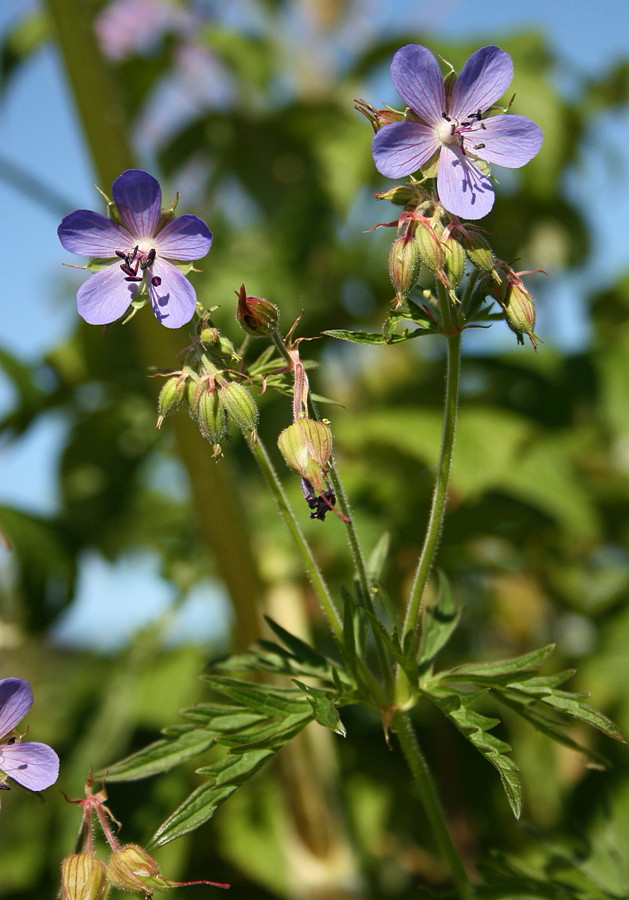 Image of Geranium pratense specimen.