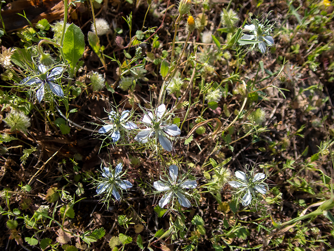 Изображение особи Nigella damascena.