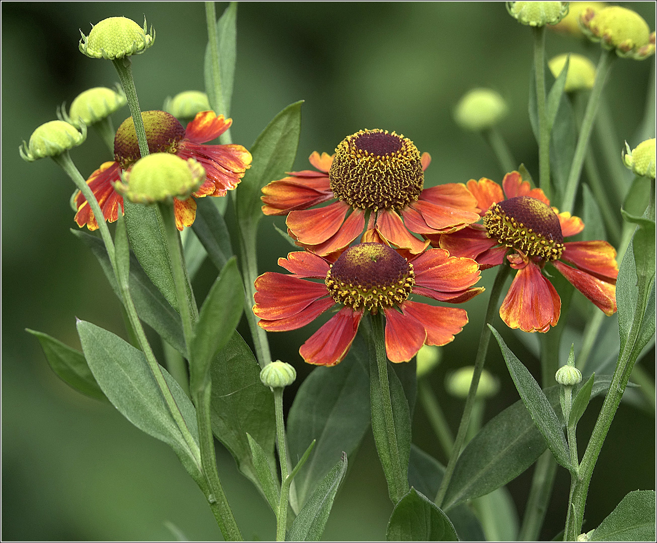 Изображение особи Helenium autumnale.