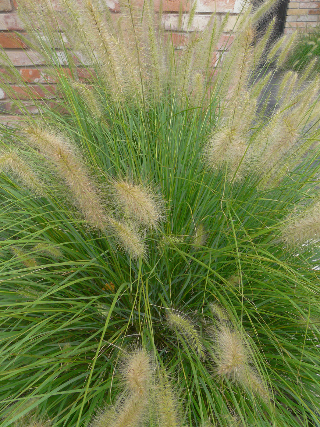 Image of Pennisetum alopecuroides specimen.