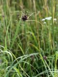 Allium oleraceum