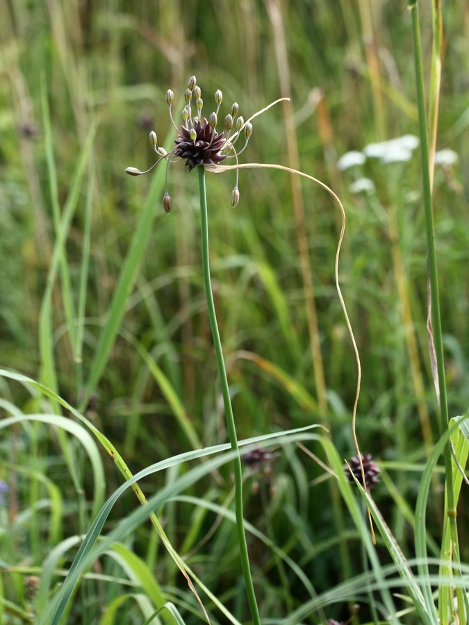 Image of Allium oleraceum specimen.