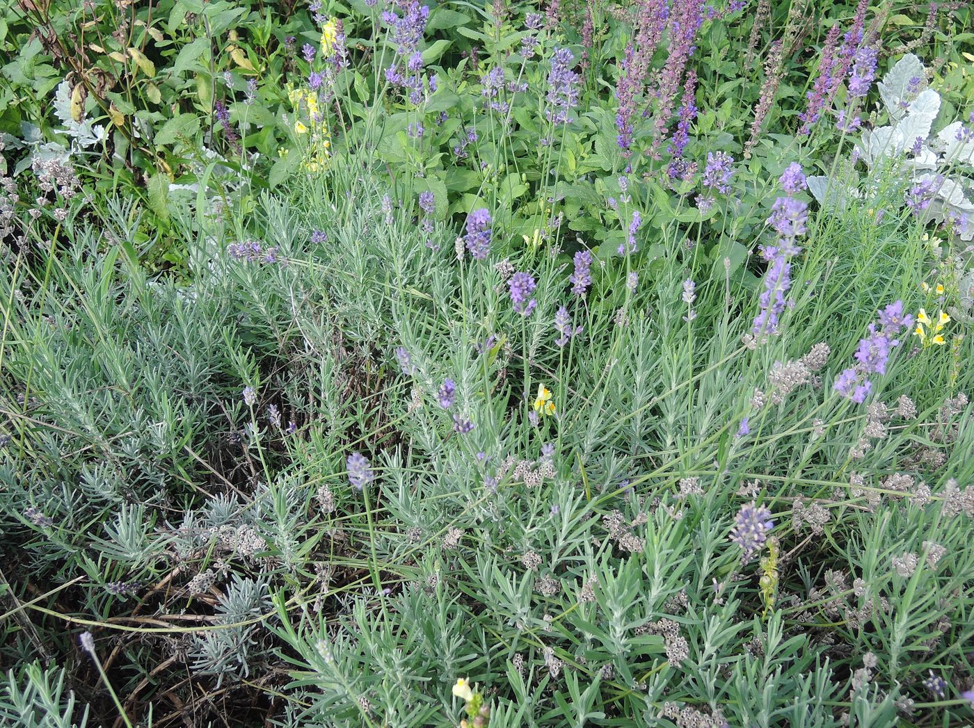 Image of Lavandula angustifolia specimen.