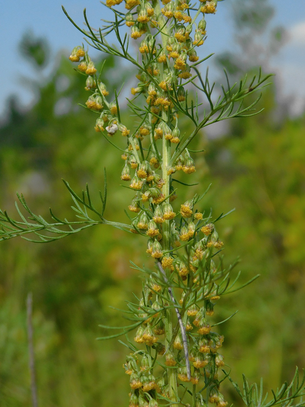 Изображение особи Artemisia abrotanum.