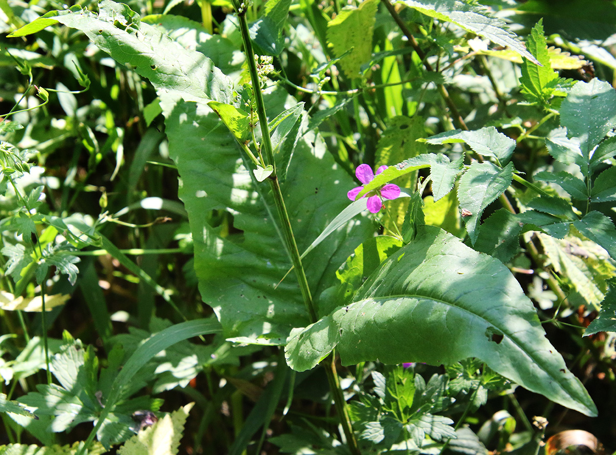 Изображение особи род Rumex.