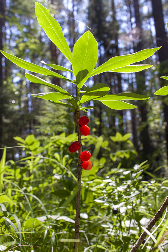 Изображение особи Daphne mezereum.