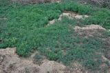 Suaeda altissima. Вегетирующие растения. Калмыкия, Лаганский р-н, низовья р. Кума, подножие осыпающегося сухого склона. 22.04.2021.