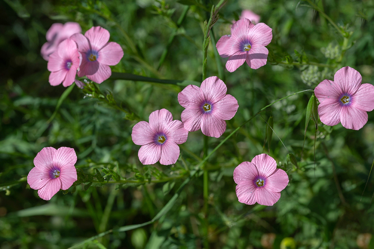 Изображение особи Linum pubescens.