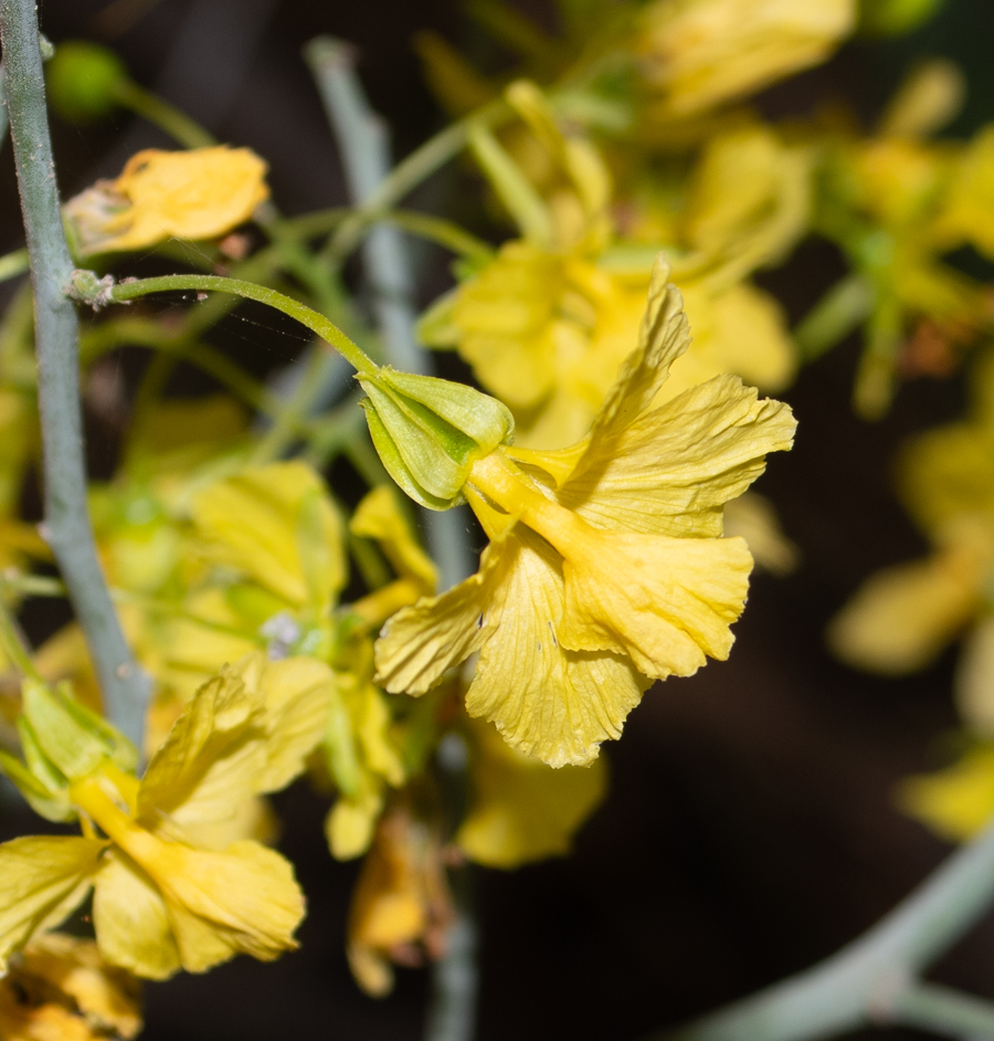 Изображение особи Parkinsonia florida.