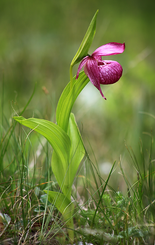 Image of Cypripedium macranthos specimen.