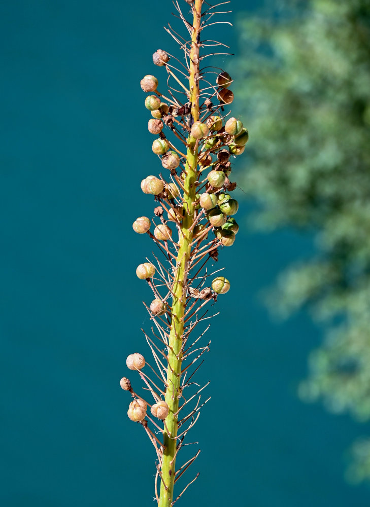 Image of Eremurus fuscus specimen.