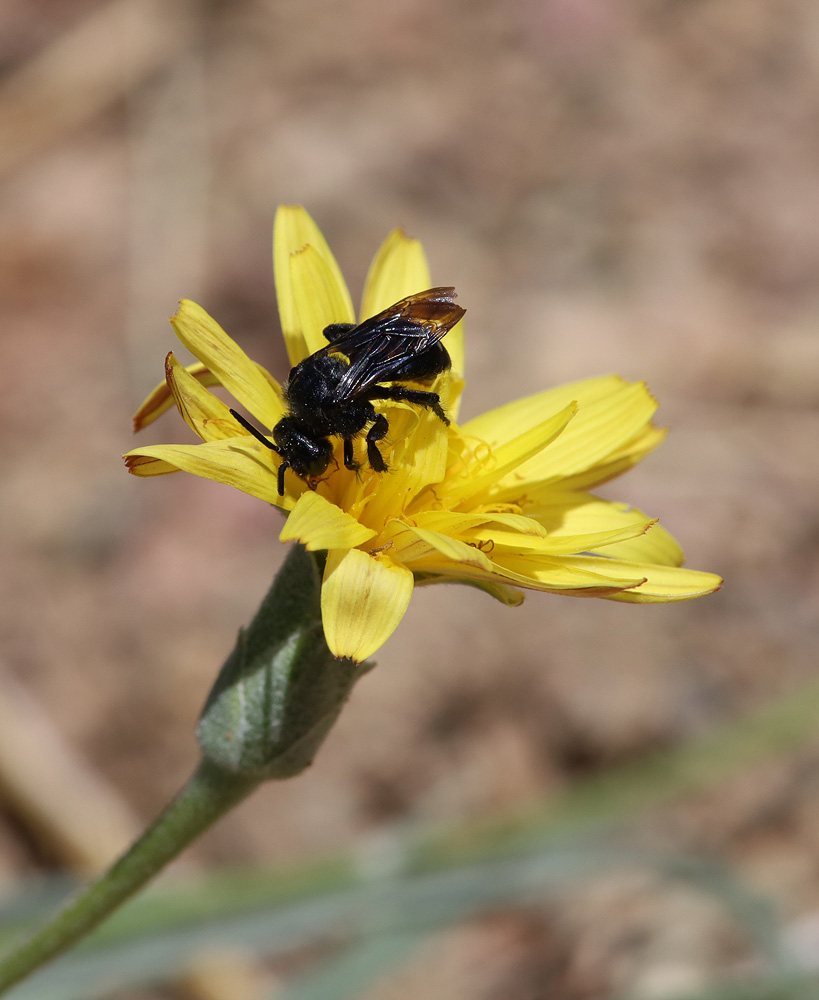 Image of Scorzonera pubescens specimen.