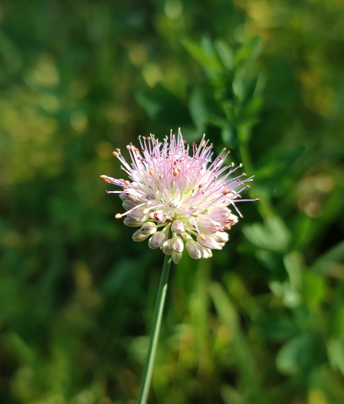 Image of Allium kaschianum specimen.