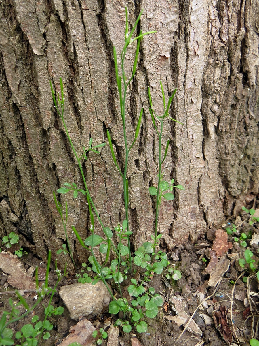 Image of Cardamine hirsuta specimen.