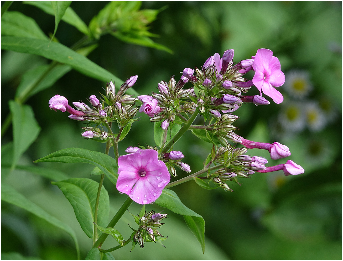 Image of Phlox paniculata specimen.