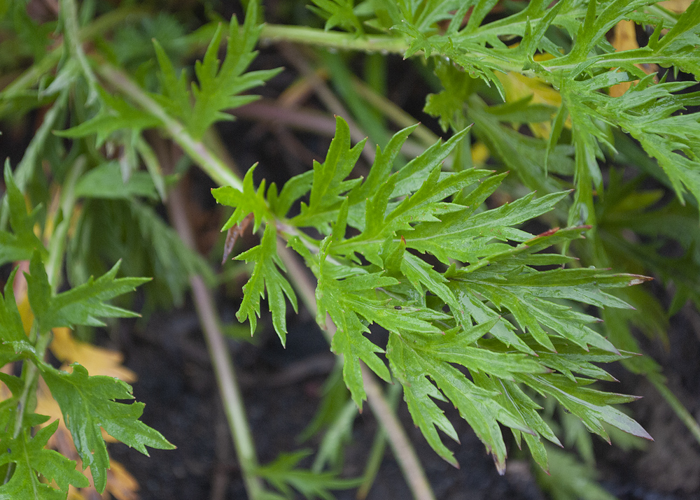 Изображение особи Artemisia arctica.