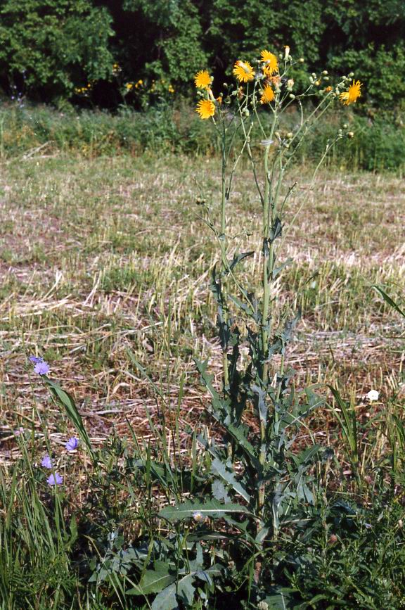 Image of Sonchus arvensis ssp. uliginosus specimen.