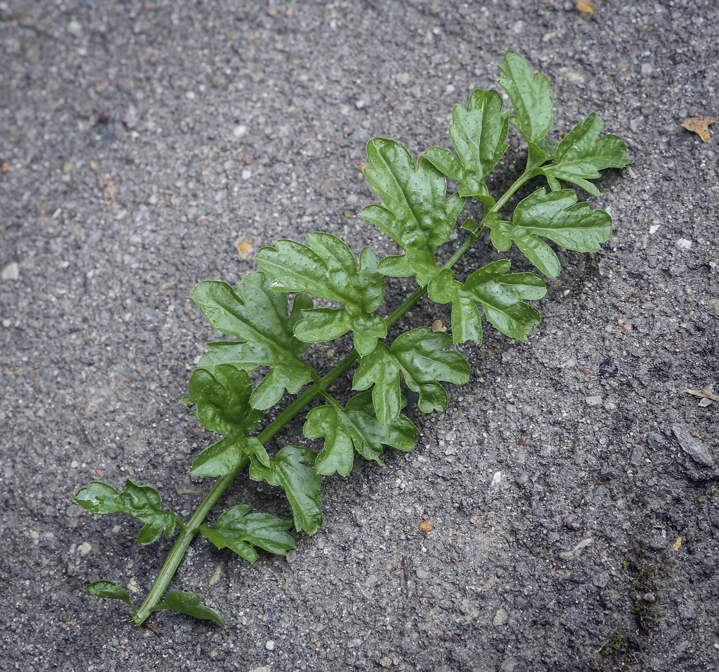 Изображение особи Cardamine impatiens.