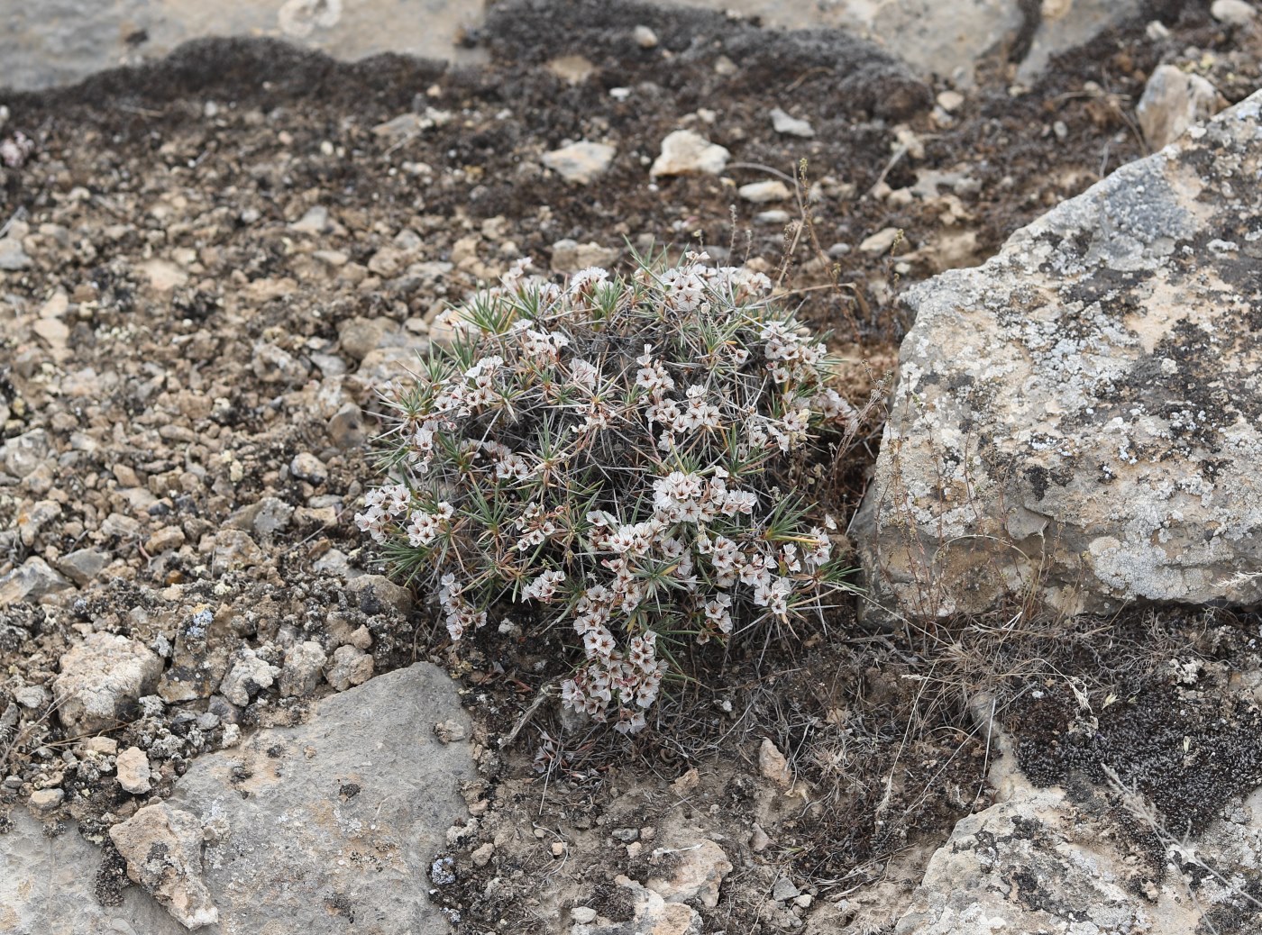 Image of Acantholimon balchanicum specimen.