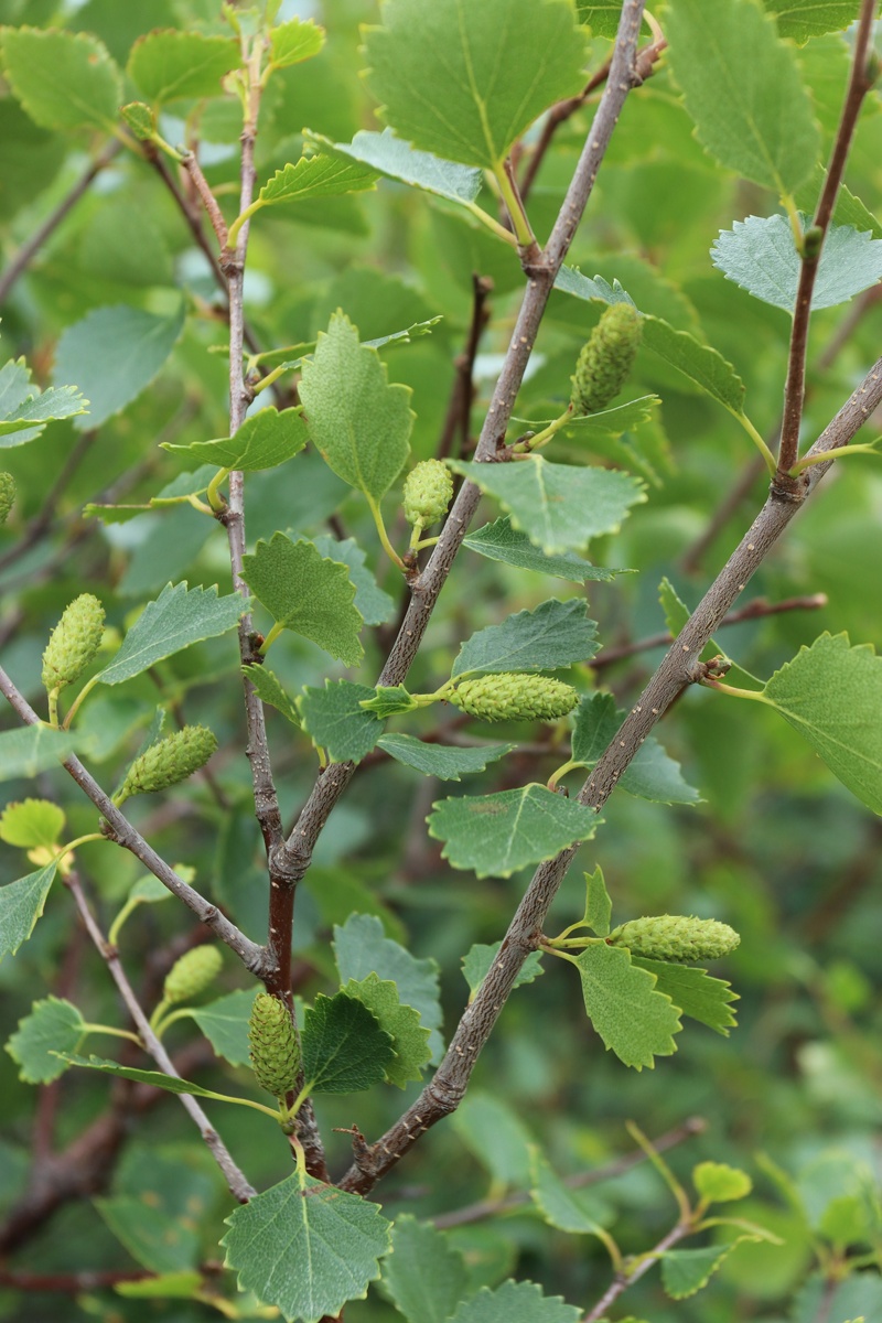 Image of Betula czerepanovii specimen.