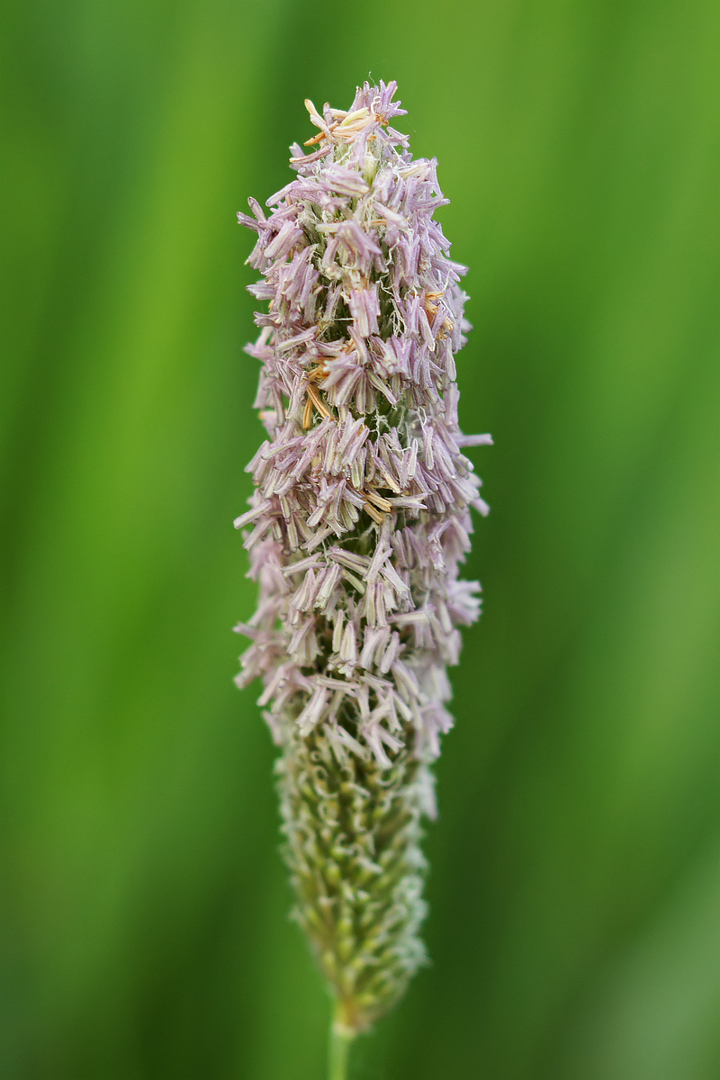 Image of genus Alopecurus specimen.