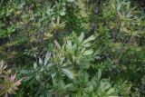 Rhododendron luteum. Верхушка отцветшего растения. Республика Ингушетия, Джейрахский р-н, ур. Кязи, выс. 1880 м н.у.м, край оврага. 22 июля 2022 г.