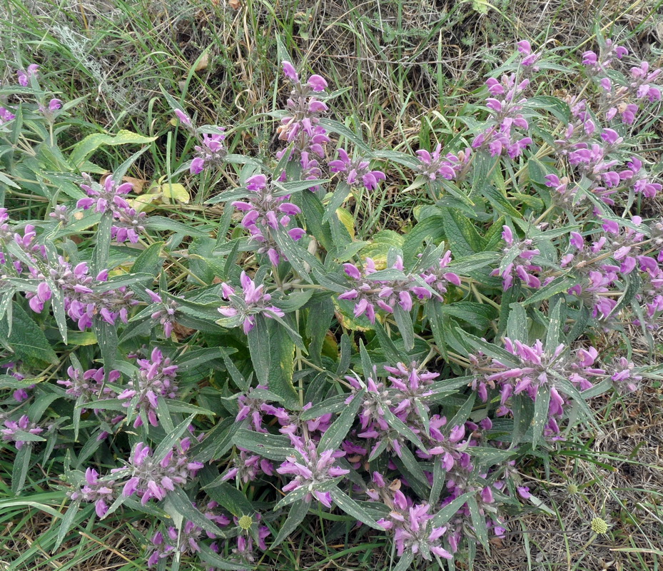 Image of Phlomis pungens specimen.