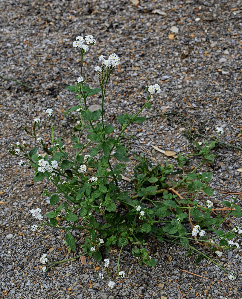 Image of Heliotropium styligerum specimen.