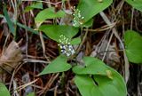 Maianthemum bifolium