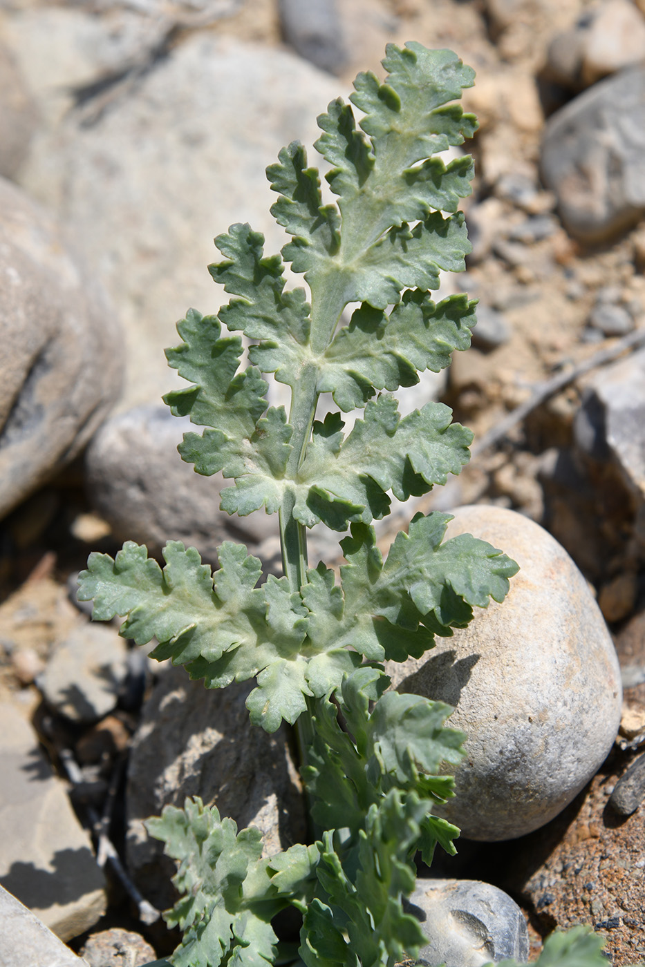 Изображение особи Fergania polyantha.