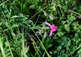 Lathyrus tuberosus