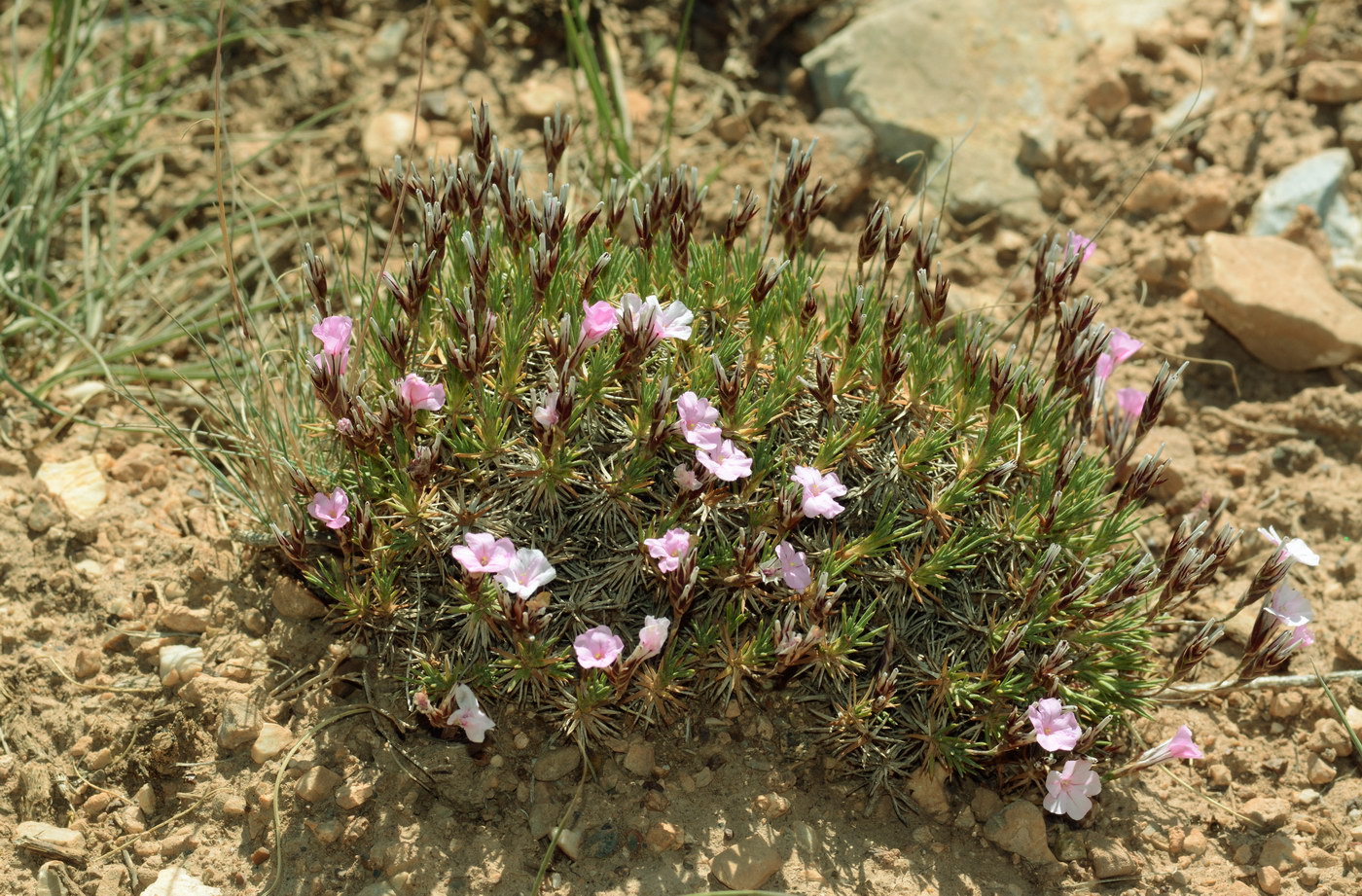 Image of genus Acantholimon specimen.