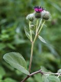 Arctium &times; ambiguum