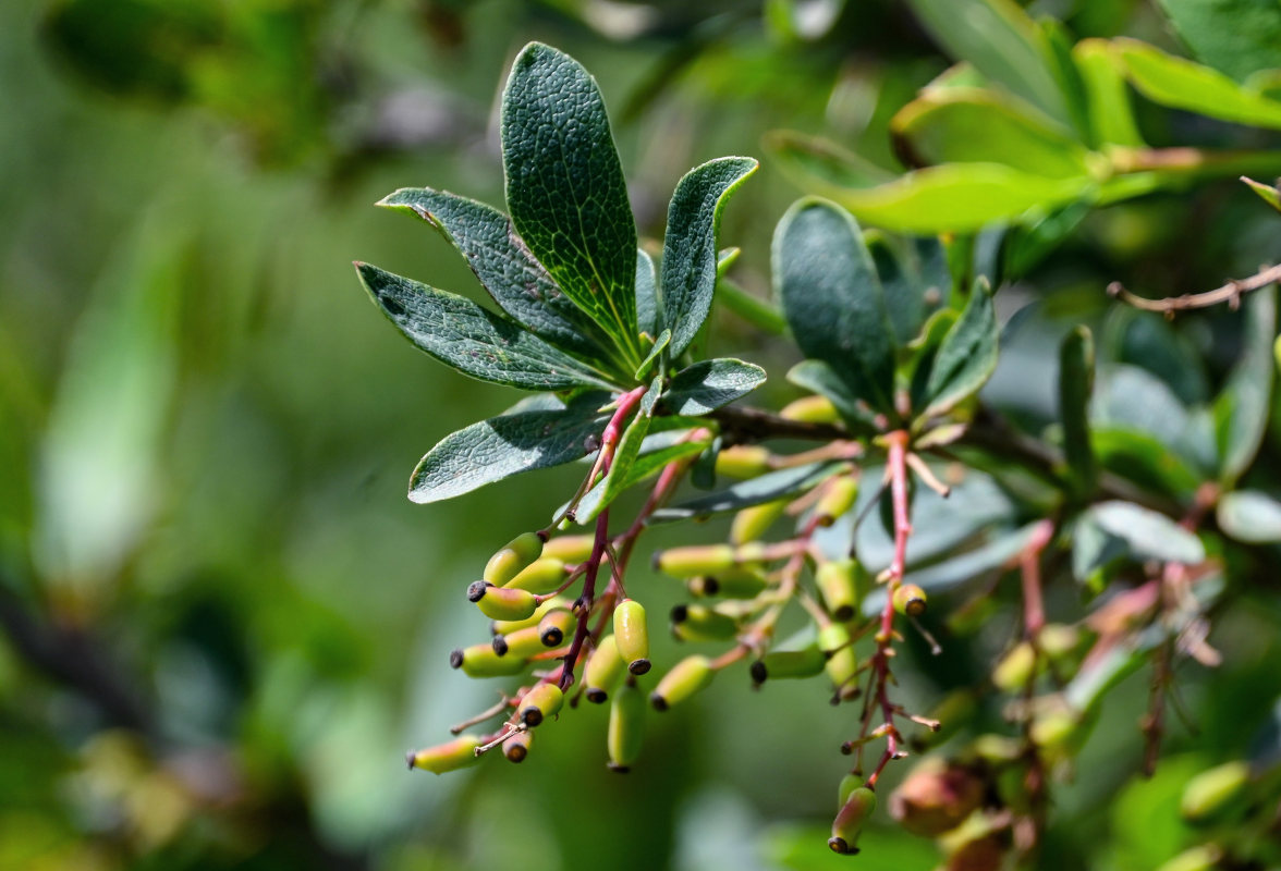 Image of Berberis vulgaris specimen.