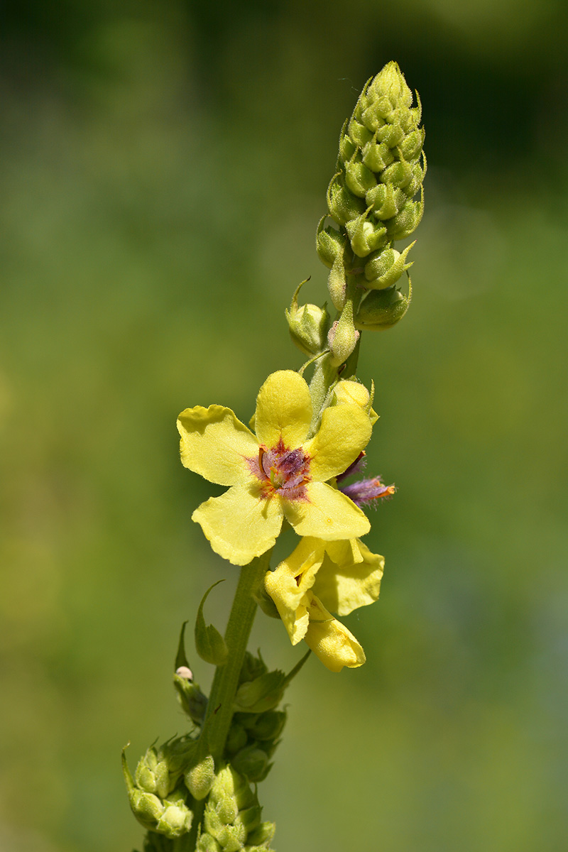 Image of Verbascum pyramidatum specimen.