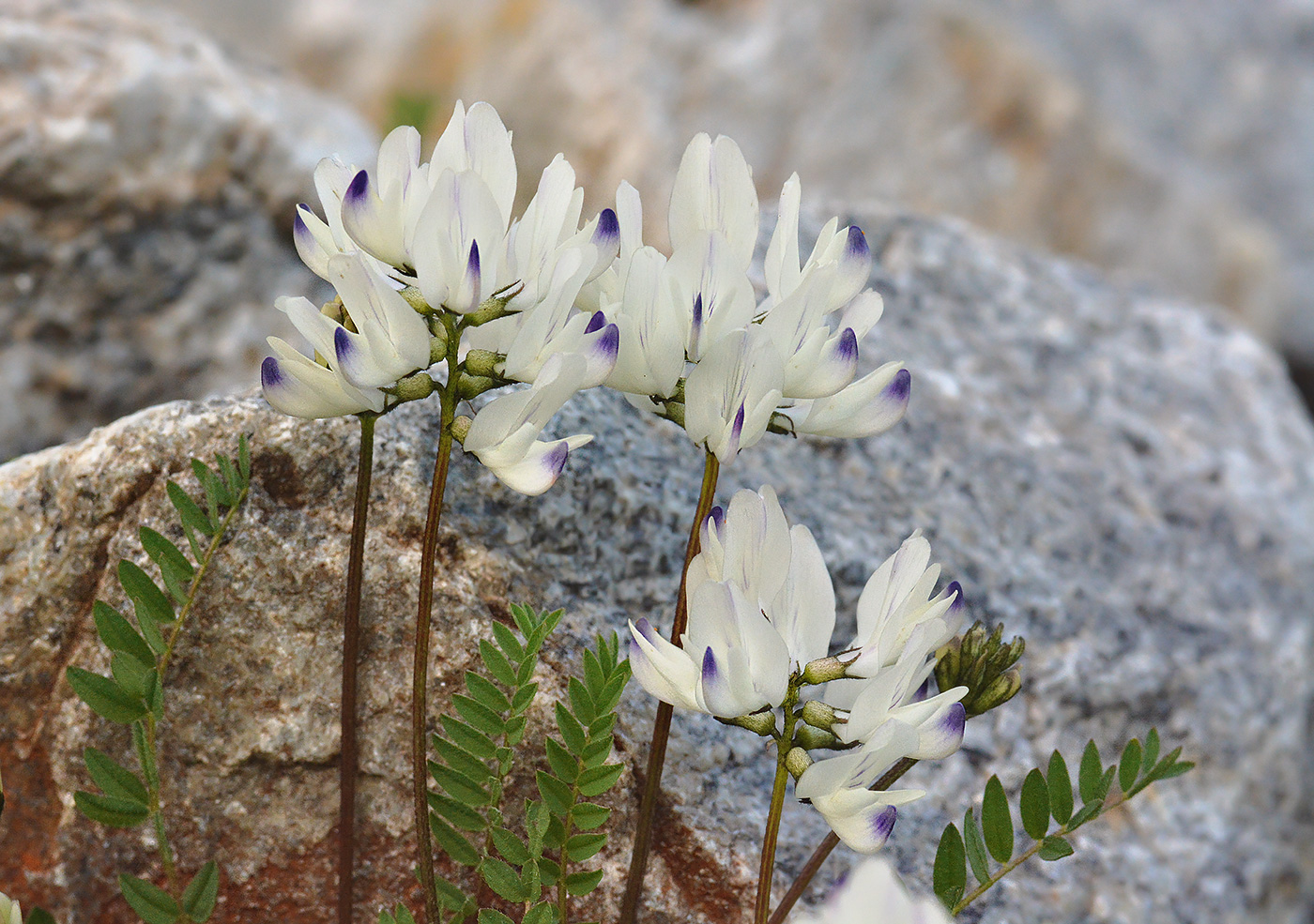 Изображение особи Astragalus alpinus.