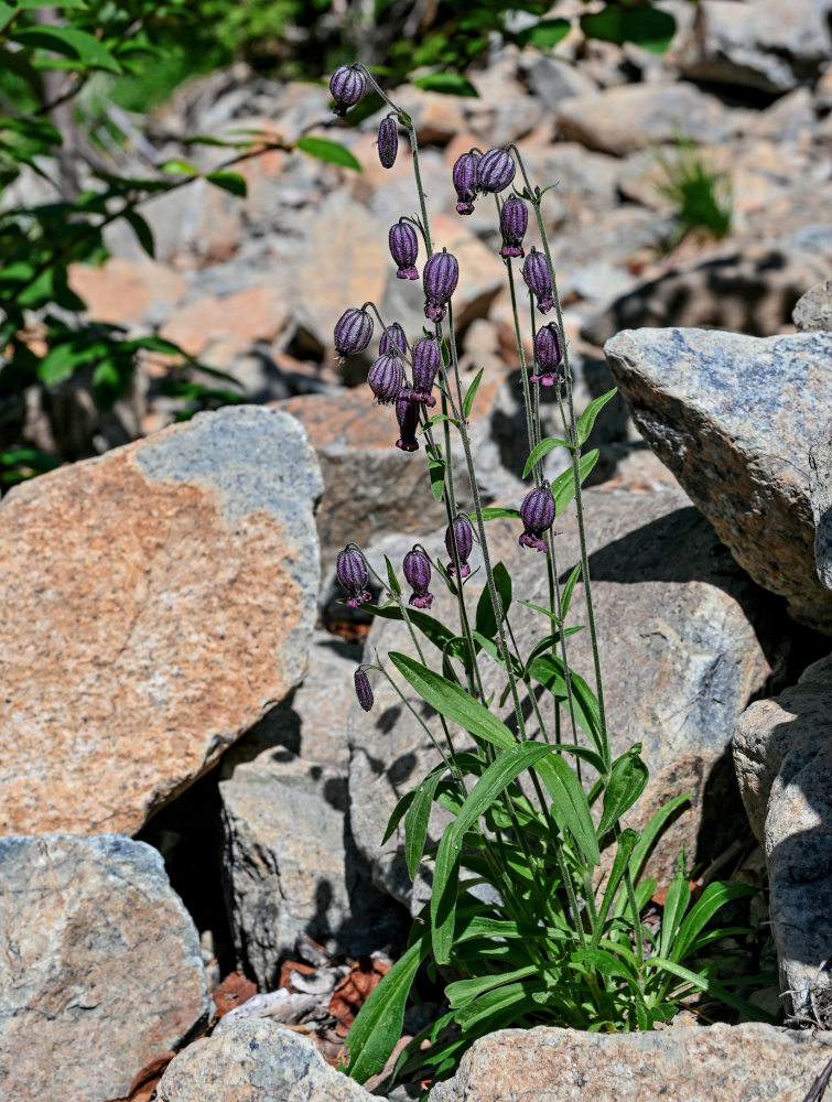 Image of Gastrolychnis tristis specimen.