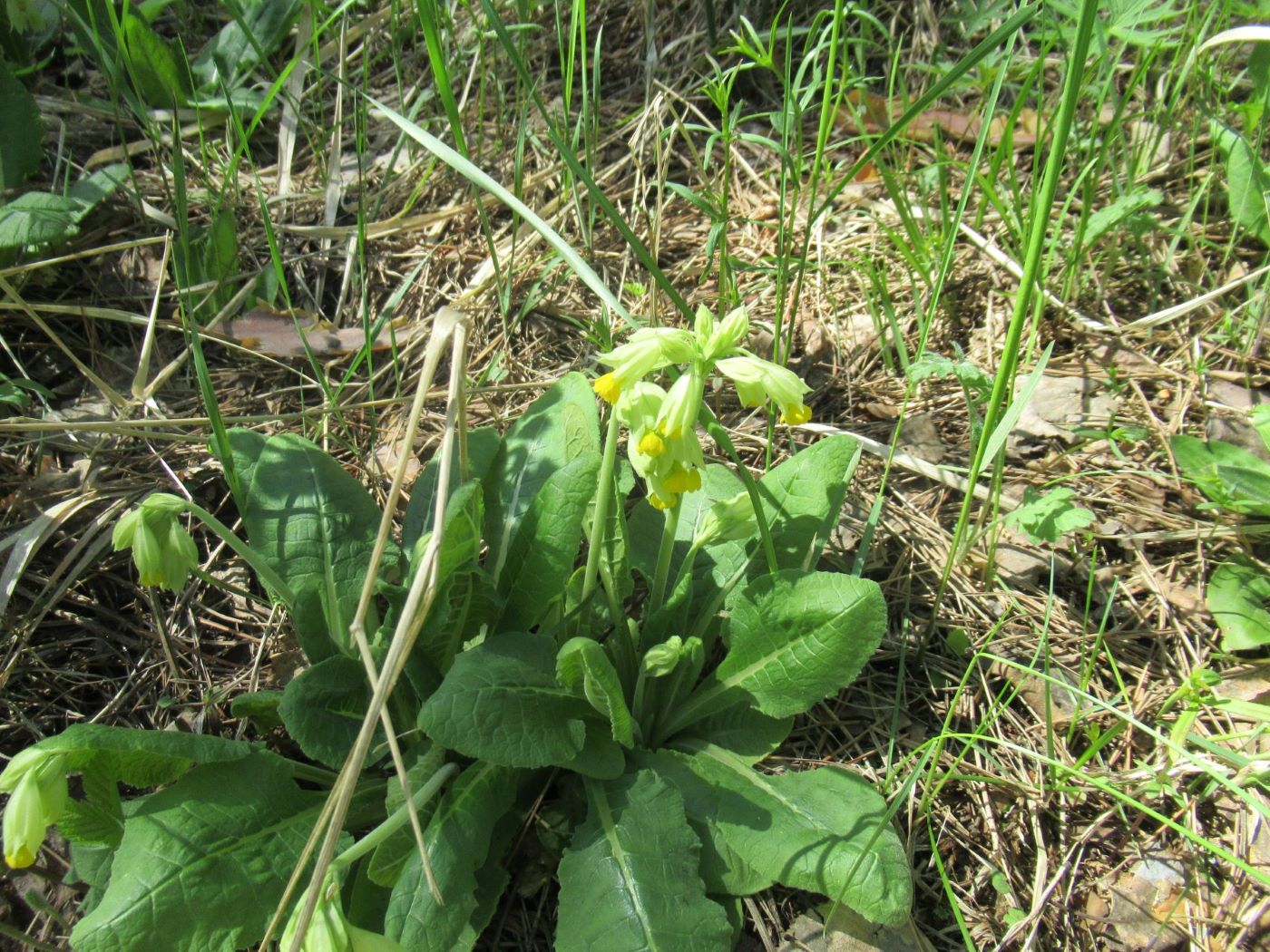 Image of Primula macrocalyx specimen.