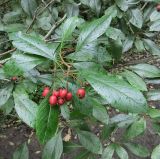 Смотреть изображение Crataegus crus-galli