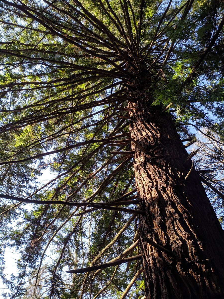 Image of Sequoia sempervirens specimen.