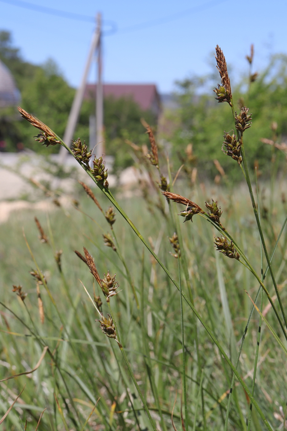 Image of Carex liparocarpos specimen.