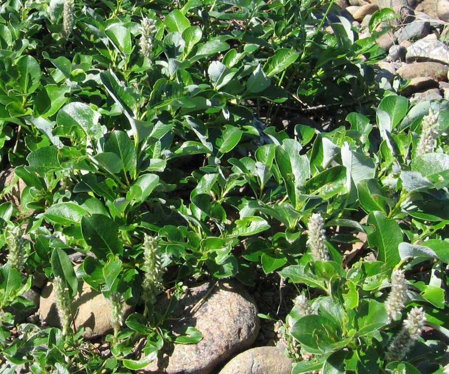 Image of Salix arctica specimen.