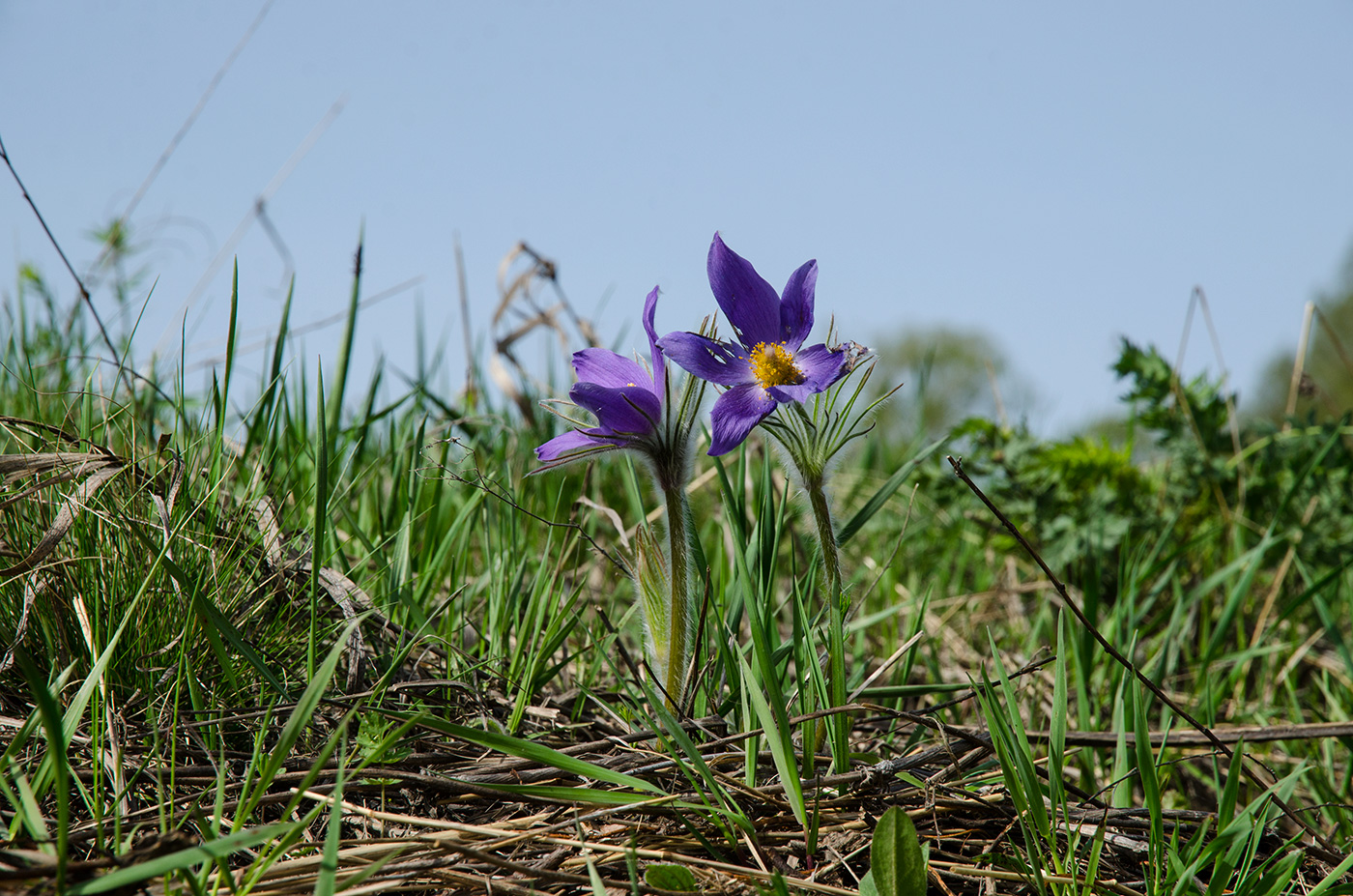 Image of Pulsatilla patens specimen.