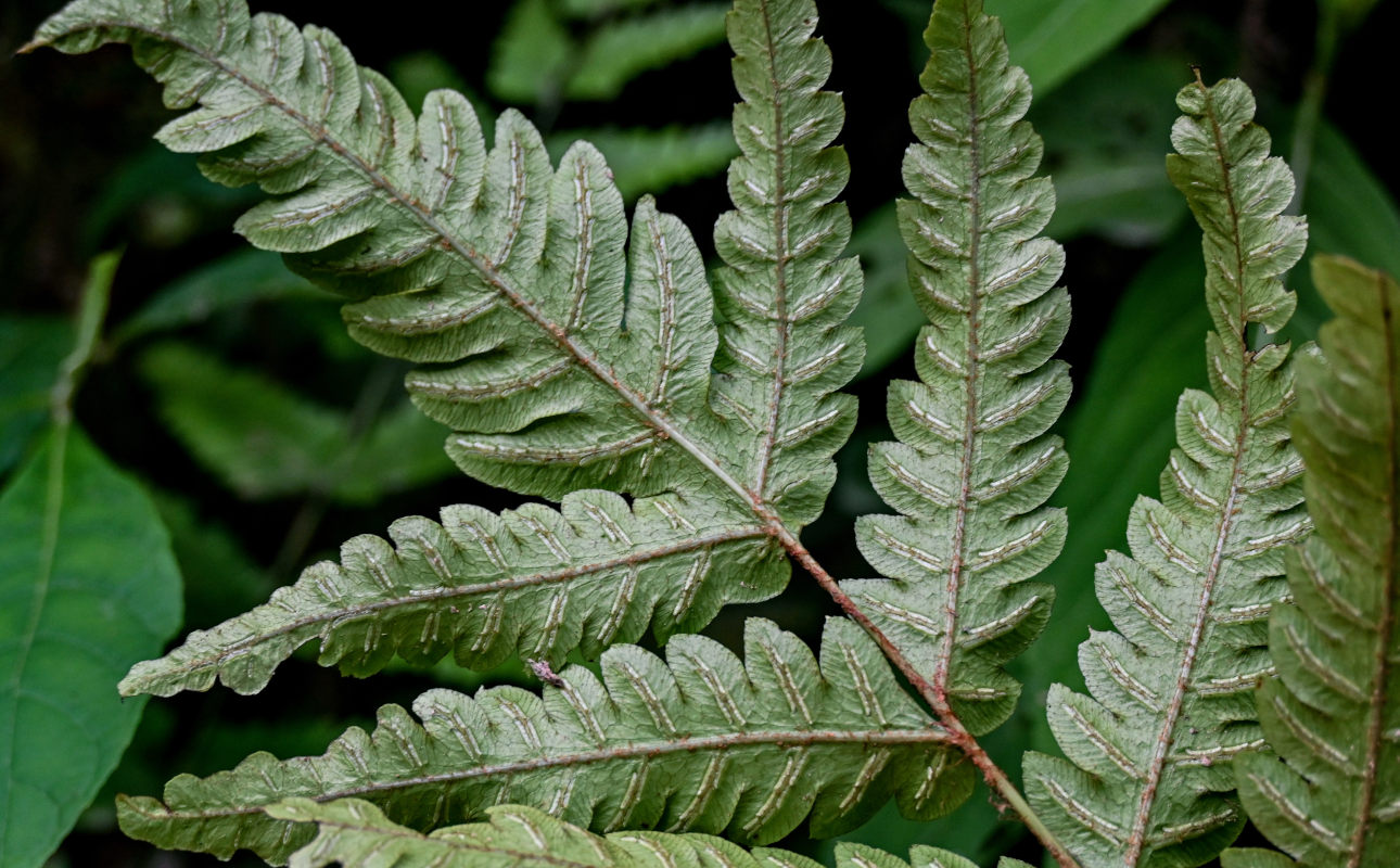 Image of Woodwardia japonica specimen.