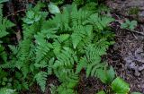 Gymnocarpium dryopteris. Вайи. Вологодская обл., Вологодский р-н, окр. дер. Кирики-Улита, смешанный лес. 14.07.2024.