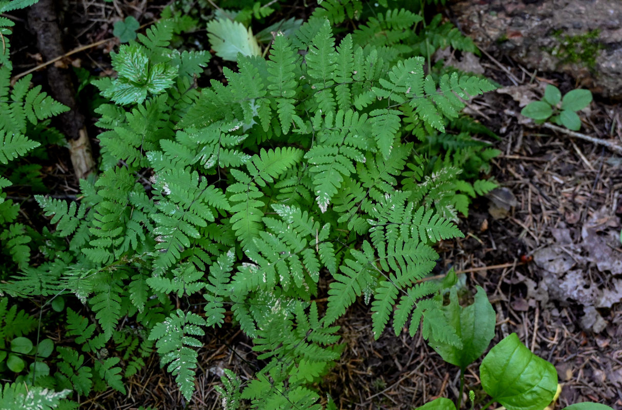 Image of Gymnocarpium dryopteris specimen.